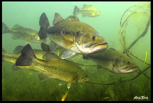 Largemouth Bass Realfish USA Inland Series
